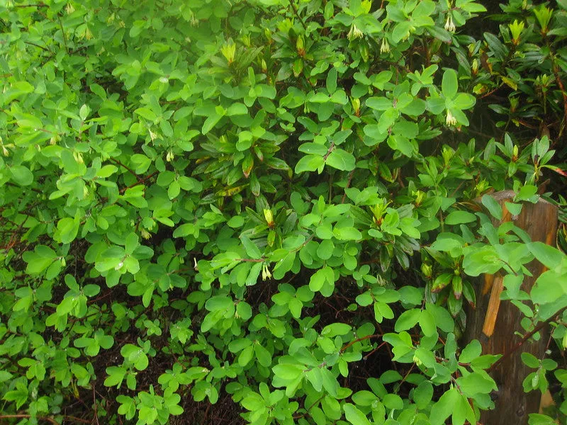 Blue Honeysuckle  120 Seeds  Honeyberry  Lonicera caerulea